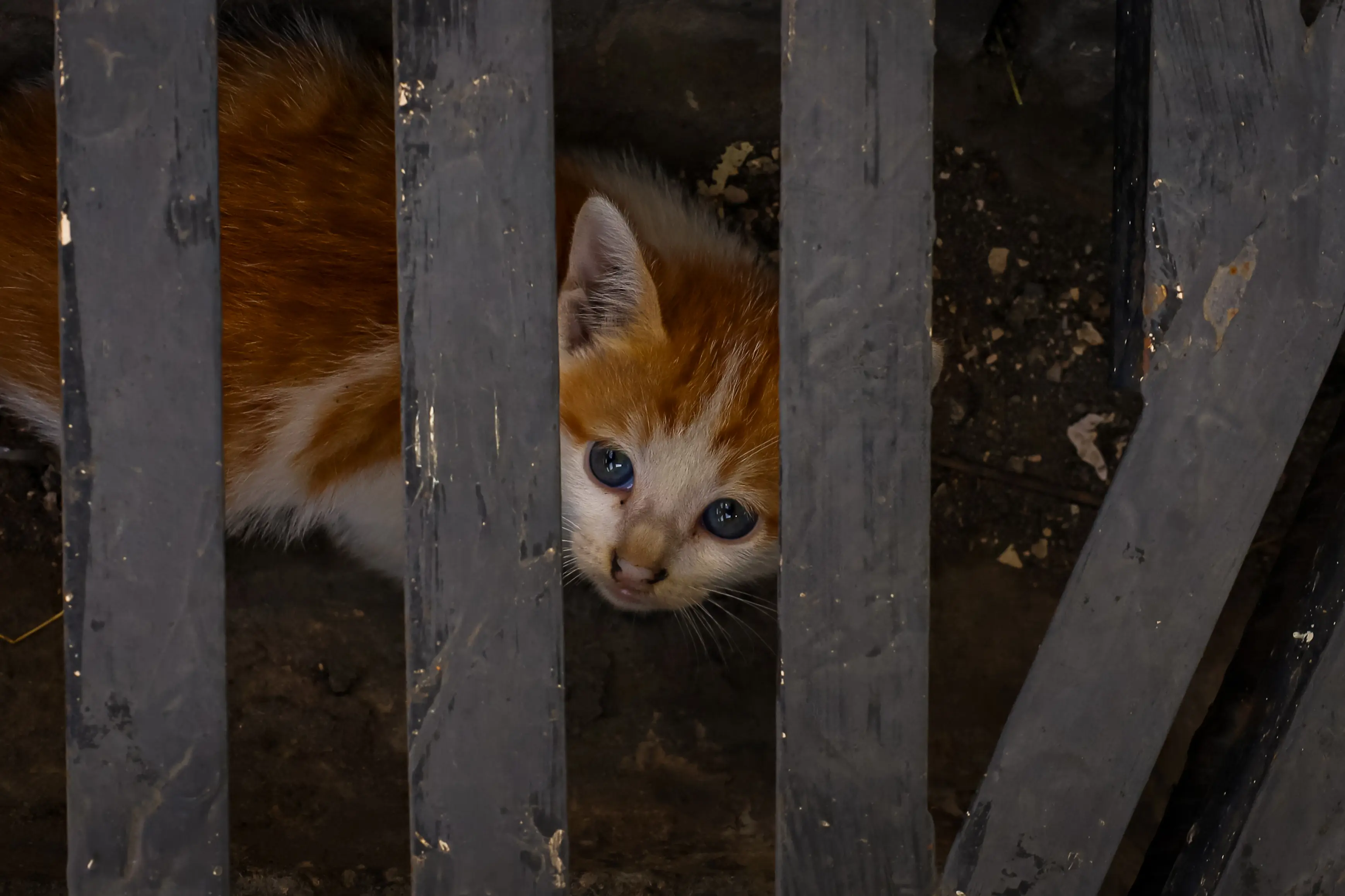An orange and white kitten peering through weathered grey fence slats